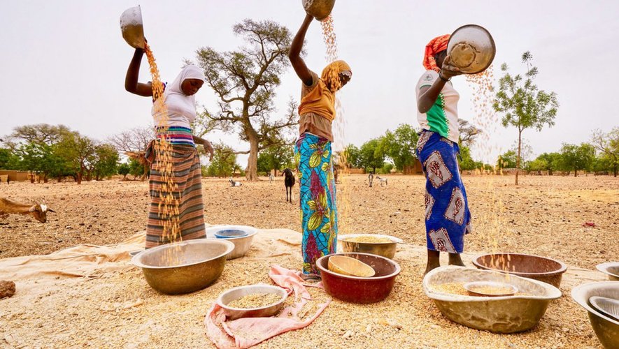 Ciné-Palabres : LA DERNIERE GRAINE (Doc sud africain, 2022)